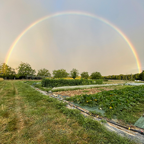 Arc-en-ciel sur les parcelles