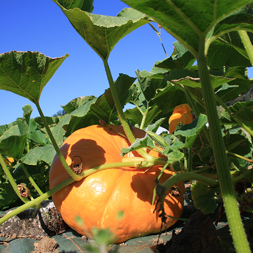 Grosse citrouille dans les jardins