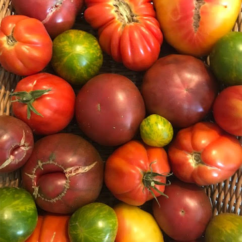 Mélange de tomates anciennes