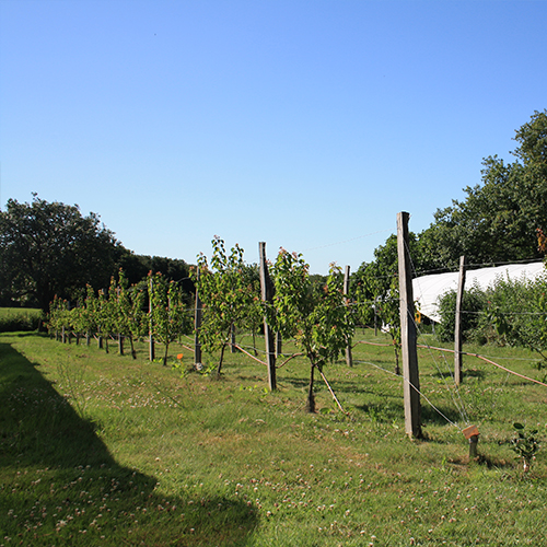 Le verger des Potagers